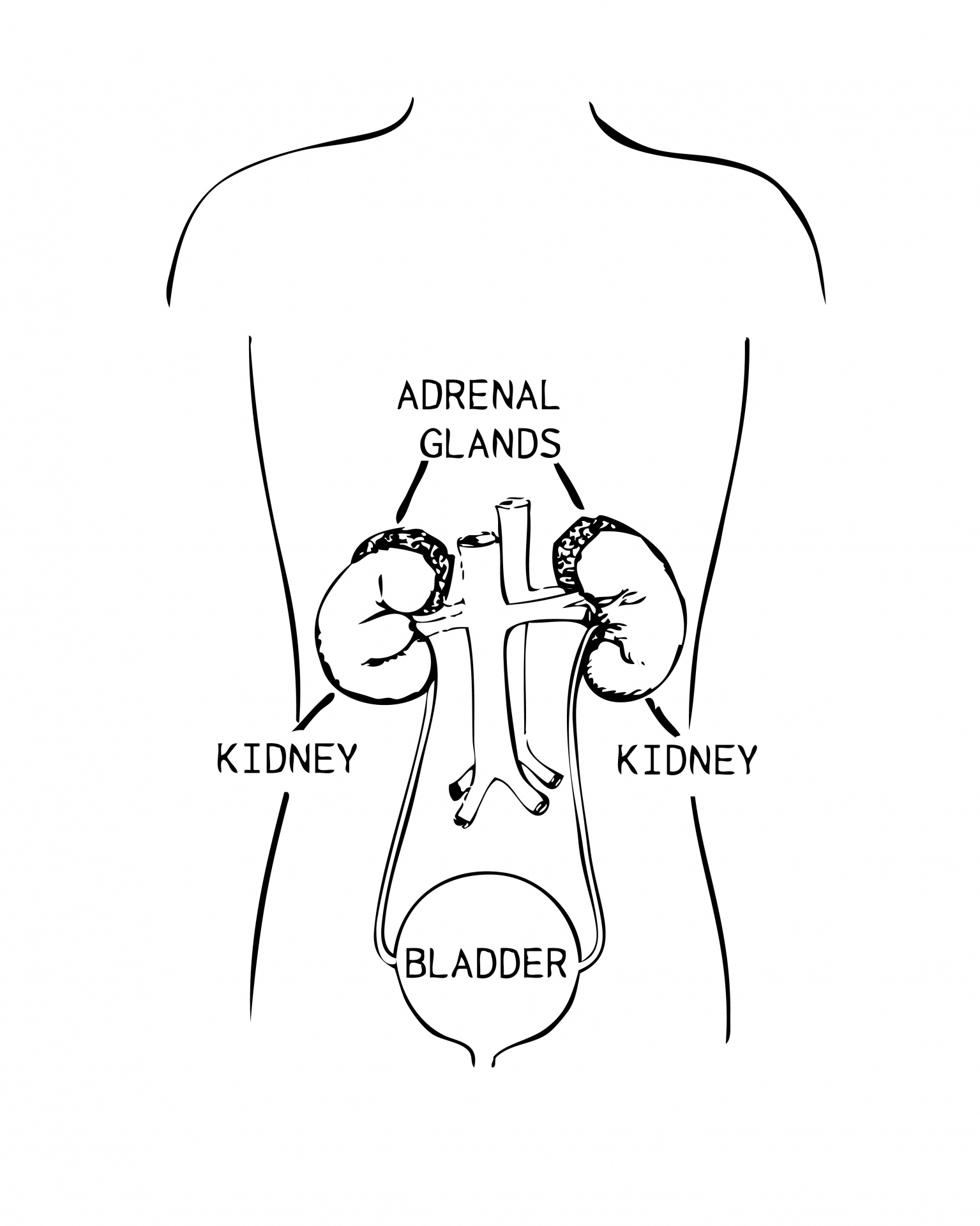 kidney